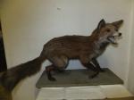 Fuchs / Jagdtrophäe