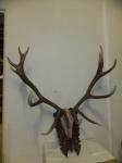 Geweih / Hirsch / Jagdtrophäe