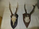 Geweihe 3 - 15 Euro