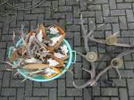 Geweihlampe 65 Euro // Gehörne  ab 3 Euro