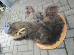 Wildschweinkopf / 180 Euro